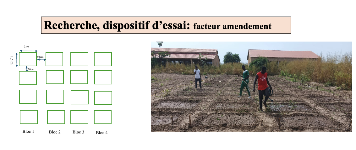 Recherche INP : dispositif d'essai facteur amendement — schéma parcelles et essai en champ
